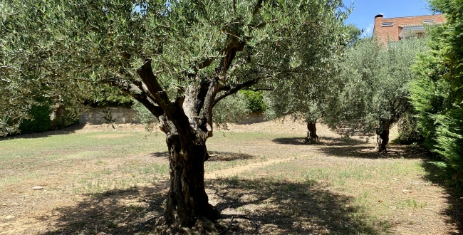 PARCEL.LA CANTONERA A PALAU GIRONA